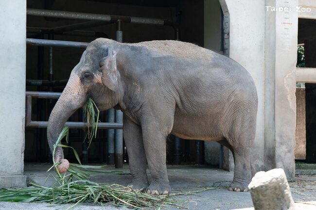 8/25祖父母節　北市動物園邀祖孫共遊漫步 關心老齡動物照顧 | 華視新聞