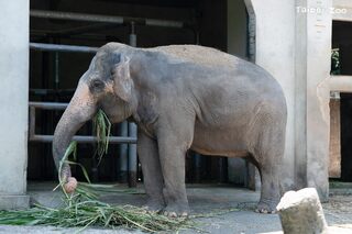 8/25祖父母節　北市動物園邀祖孫共遊漫步 關心老齡動物照顧