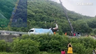 台東南迴海邊鯨鯊擱淺亡！遊客搶拍　警疏導交通