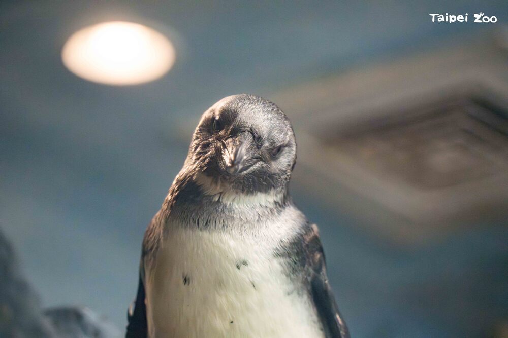 圖 / 台北市立動物園 提供