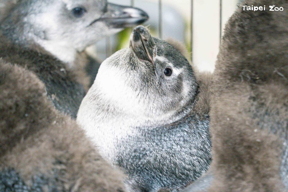 圖 / 台北市立動物園 提供