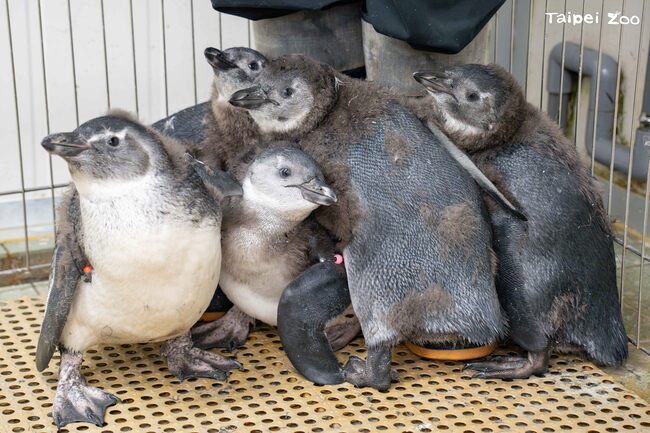 北市動物園企鵝館迎嬰兒潮　7隻新生黑腳企鵝超萌亮相 | 華視新聞