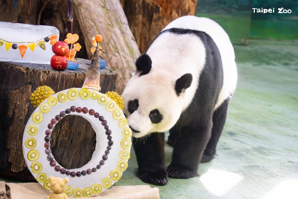 大貓熊「圓圓」今天邁入20歲。圖／台北市立動物園提供