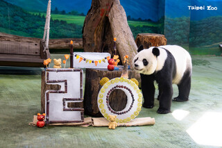 大貓熊「圓圓」今邁入20歲！　超Q生日蛋糕首曝光