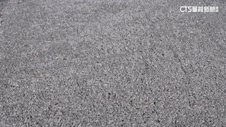 港口逾百噸死魚　希臘沃洛斯漁港進緊急狀態