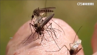 美國男感染「東方馬腦炎」病逝　經蚊子傳播.致死率高