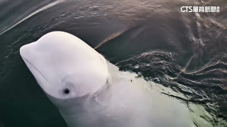 俄「間諜白鯨」驚傳死訊　保育團體：打撈查死因