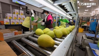 「柚」能輸出了！　台柑橘類遭中國禁2年　今再開放