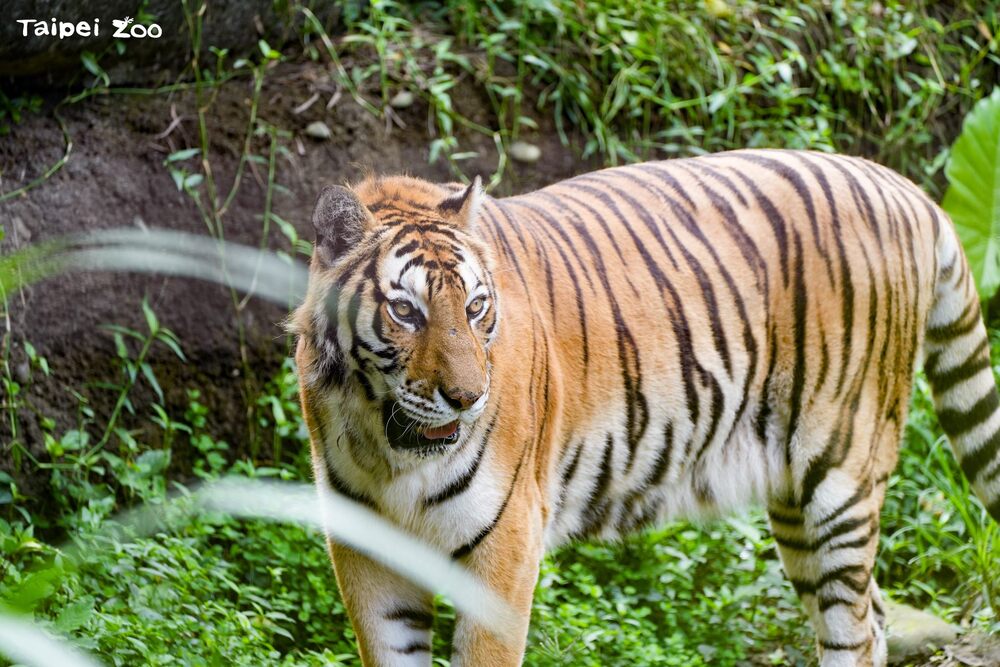 孟加拉虎「新春」。圖／台北市立動物園提供