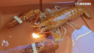 是活的！　罕見橘龍蝦回歸大海　機率僅3千萬分之1