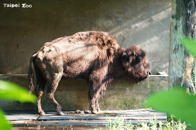 珍重再見！美洲野牛「角娃」今離世　北市動物園難過不捨 | 華視新聞