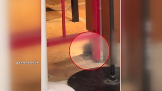 台中百貨餐廳驚見「老鼠出沒」　業者回應：門市全面清消、配合稽查