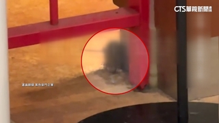 百貨泰式餐廳老鼠現蹤　業者：將加強消毒