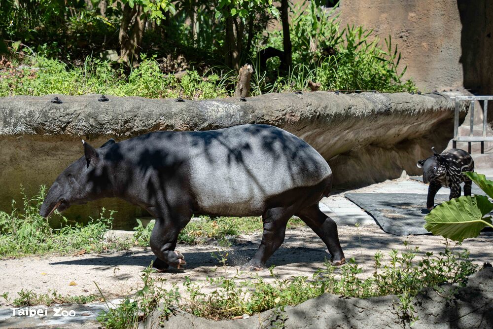 圖 / 台北市立動物園 提供