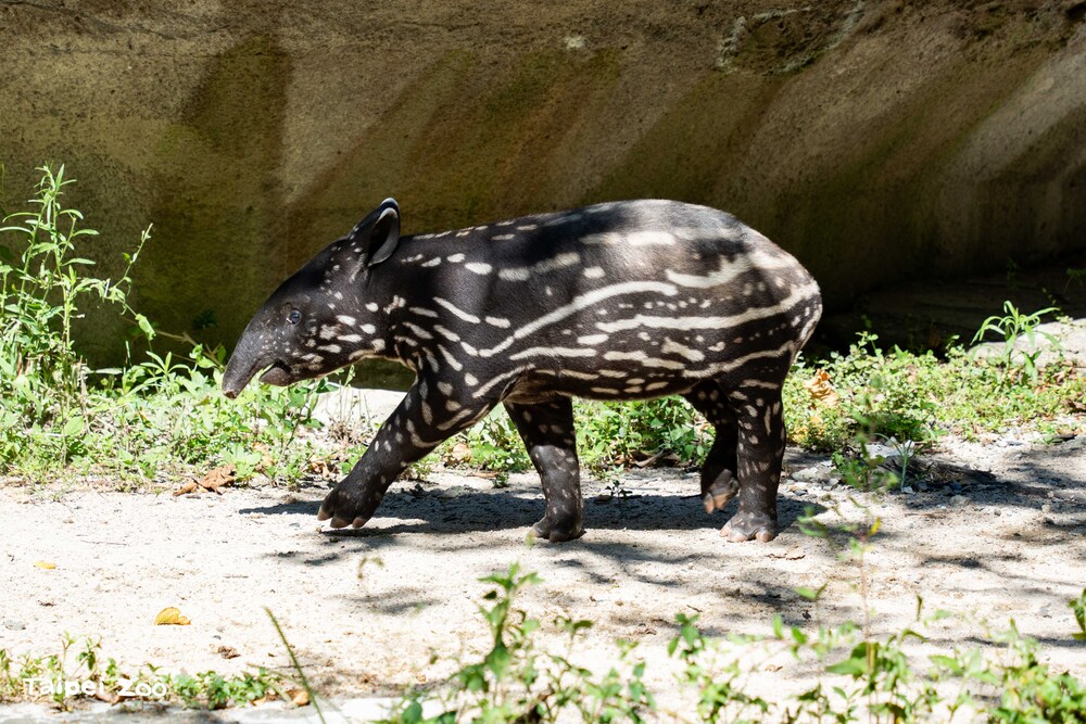 圖 / 台北市立動物園 提供