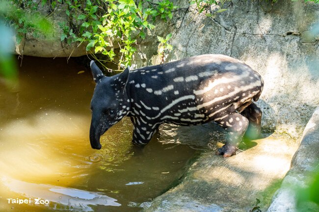 北市動物園「貘王」莉姆路明日可愛登場！　未滿2個月飛速成長40公斤 | 華視新聞