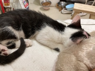 奶貓「頭皮大面積壞死、右眼萎縮」奇蹟康復 找到溫暖新家