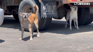 139縣道野狗之亂！害女師摔車骨折　「4闖禍者」落跑