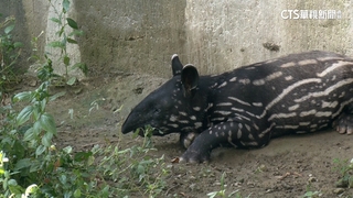 台北動物園新晉「貘王」　寶寶「莉姆路」今初登場