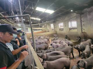 碉堡公園附近詭飄異味　環保局對養豬場祭重罰、令停工