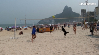 海邊超萌「汪星人」！　衝浪.足排球「攏欸通」