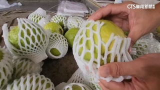 芭樂價格狂飆！　一顆「近百元」　果農：颱風重創產量減