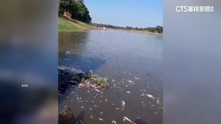 亞馬遜盆地氣候異常　水中生物暴斃.魚屍浮河面