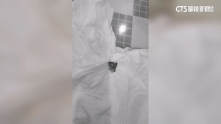 免費加料？買手搖飲喝到壁虎　五桐號：將與客討論補救