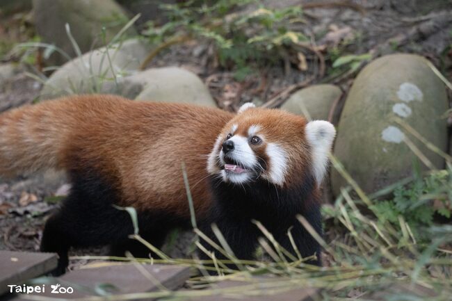 提前慶中秋！北市動物園明延長至晚上9點　觀星、賞月樣樣來 | 華視新聞