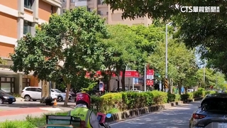 竹北高鐵特區「豬屎花」行道樹　飄異味惹怨將移除