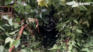 大雨來襲！高雄路樹連根拔起砸車　1老翁頭暈送醫