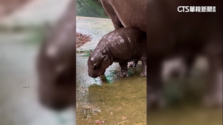 泰河馬「彈跳豬」暴紅　　遊客朝聖竟潑水.扔石頭