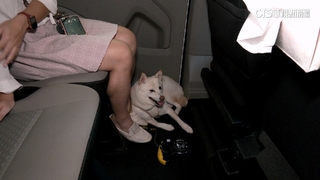 客控多付錢搭「毛孩優步」遭刁難　Uber尚未回應