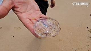 大武崙沙灘驚見透明肉圓　專家：果凍水母