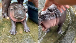 泰國「彈跳豬」全球爆紅　動物園人潮爆增、出現亂象　園方祭限時手段