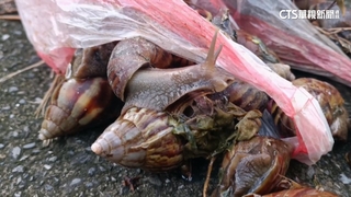 蝸牛親戚給的！　警方到場蒐證帶回李姓男子