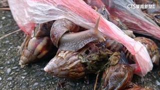 「蝸牛小米粽」後續　衛福部：驗出「有機磷」劇毒農藥