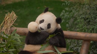 備好衛生紙！ 電影《再見，福寶》確定10/4全台上映