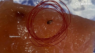 連鎖壽司再出包！　握壽司.茶碗蒸驚見「小飛蟲」