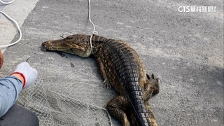 屏東驚見「2米鱷」3小時誘捕！　週邊還5隻脫逃者？