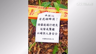 梅花湖驚見「籃球大虎頭蜂窩」　縣府僅簡單公告挨批