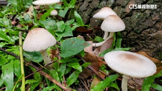 雨後路邊狂長「最惹事毒菇」綠褶菇　專家：別亂採