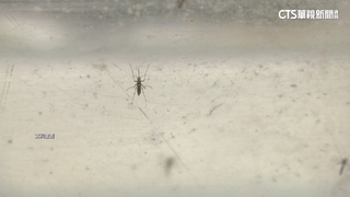 北部今年首起登革熱群聚　新北3例重疊活動史