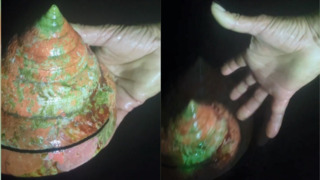 龍宮貝12萬售出！　王浩宇檢舉漁民「違法捕魚」　宜蘭縣政府給回應