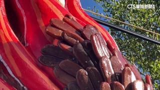 三年一科東港迎王登場！　千斤烏魚子霸氣貼滿龍身