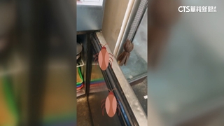 連鎖火鍋店被控廚房髒亂.冰櫃有小強　業者：暫不回應