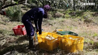 憂山陀兒襲台風雨損農作　果農菜農急搶收