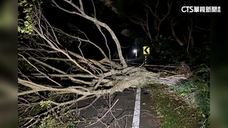 「山陀兒」風勢強勁！　桃園路樹遭吹倒橫躺車道