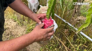 火龍果採收季強碰颱　果農「上布下網」防農損