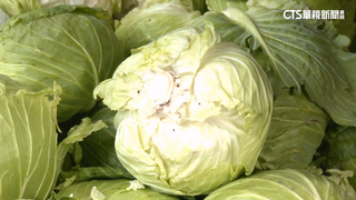 颱風來菜被搶光！民眾出招「到熱炒店買生高麗菜」